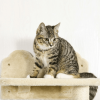 Kitten Activity Center With Condo Modern Cat Tree Tower Cat Activity Tower - Beige - Pets