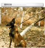 Super strong large dog collar with D-Ring & Buckle Collars Medium sized dog Golden haired horse dog Fierce dog collar - Camouflage - L