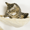 Kitten Activity Center With Condo Modern Cat Tree Tower Cat Activity Tower - Beige - Pets